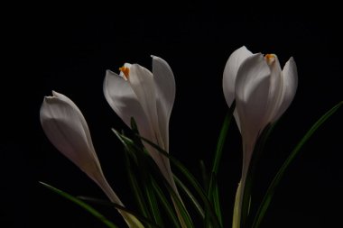 Siyah bir arka planda beyaz çiğdemler ilk bahar çiçekleri.