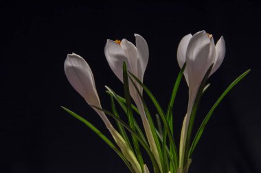 Siyah bir arka planda beyaz çiğdemler ilk bahar çiçekleri.