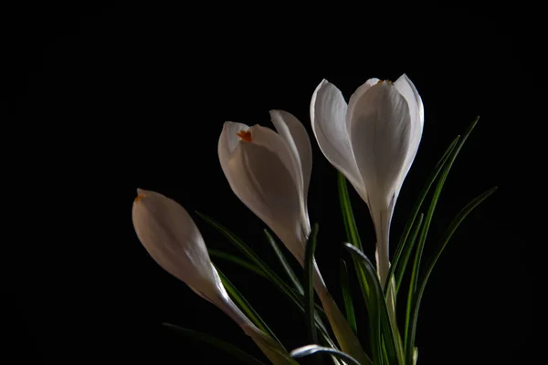 Tři Bílé Crocus Květy Černém Pozadí — Stock fotografie