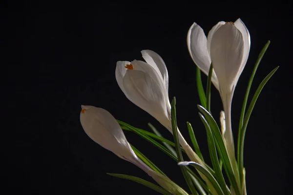 Красивий Букет Білих Квітів Чорному Тлі — стокове фото