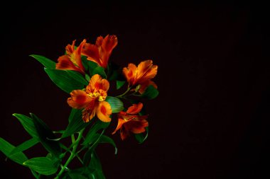 Alstroemeria çiçekler siyah bir arka plan ile bir şube.