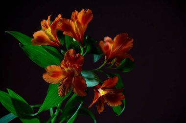 Alstroemeria parlak çiçek siyah bir zemin üzerine.