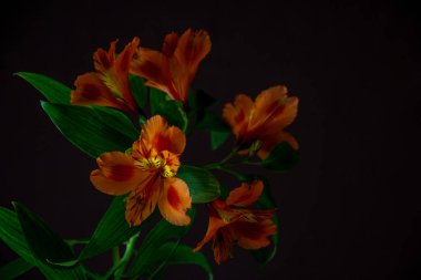 Alstroemeria parlak çiçek siyah bir zemin üzerine.
