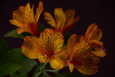 Alstroemeria çiçekli dal siyah bir zemin üzerine.