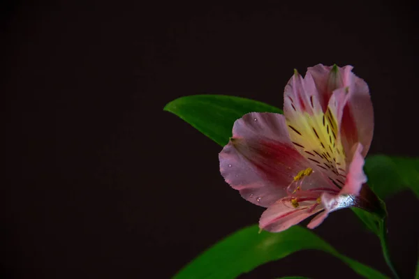 Siyah bir zemin üzerine pembe Alstroemeria çiçek.