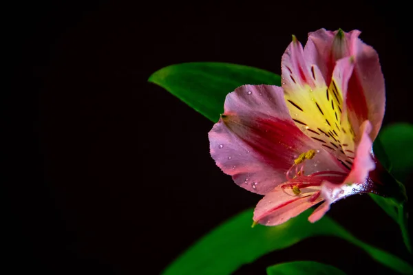 Rosa Alstroemeria Fiore Sfondo Nero — Foto Stock