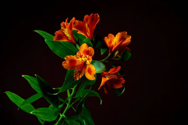 Alstroemeria çiçekler siyah bir arka plan ile bir şube.