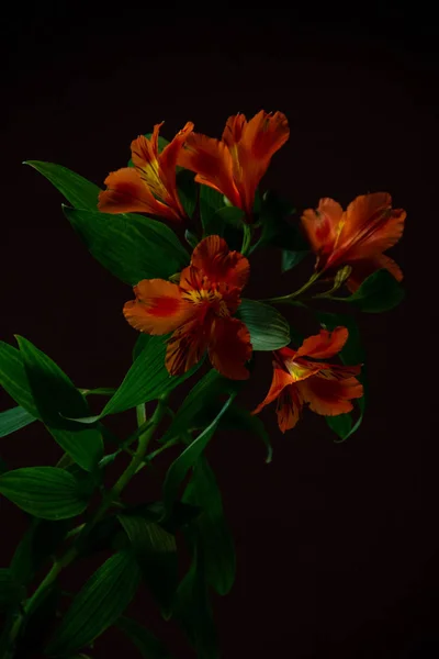 Alstroemeria Fiori Uno Sfondo Nero — Foto Stock