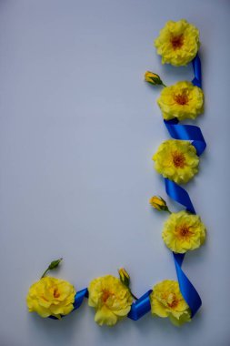 Beyaz arka planda sarı kokulu güller ve ipek dekoratif mavi kurdele..