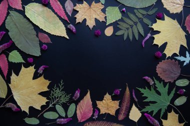 Akçaağaç, akasya, kavak, huş ağacı, üzüm ve kurutulmuş çiçekler renkli sonbahar yaprakları siyah bir arka plan üzerinde.
