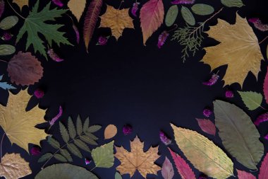 Akçaağaç, akasya, kavak, huş ağacı, üzüm ve kurutulmuş çiçekler renkli sonbahar yaprakları siyah bir arka plan üzerinde.