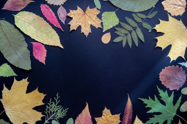 Akçaağaç, akasya, kavak, huş ağacı, siyah arka plan üzerinde üzüm çok renkli kuru sonbahar yaprakları.