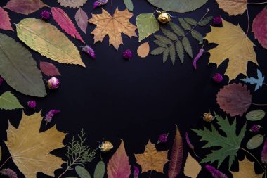 Akçaağaç, akasya, kavak, huş ağacı, üzüm ve kurutulmuş çiçekler, siyah bir arka plan üzerinde gül çok renkli sonbahar yaprakları.