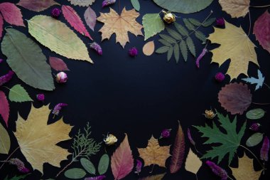 Akçaağaç, akasya, kavak, huş ağacı, üzüm ve kurutulmuş çiçekler, siyah bir arka plan üzerinde gül çok renkli sonbahar yaprakları.