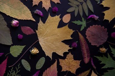 Akçaağaç, akasya, kavak, huş ağacı, üzüm ve kurutulmuş çiçekler, siyah bir arka plan üzerinde gül çok renkli sonbahar yaprakları.