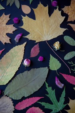 Akçaağaç, akasya, kavak, huş ağacı, üzüm ve kurutulmuş çiçekler, siyah bir arka plan üzerinde gül çok renkli sonbahar yaprakları.