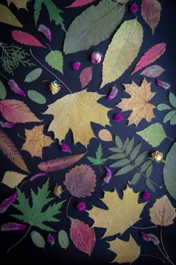 Akçaağaç, akasya, kavak, huş ağacı, üzüm ve kurutulmuş çiçekler, siyah bir arka plan üzerinde gül çok renkli sonbahar yaprakları.