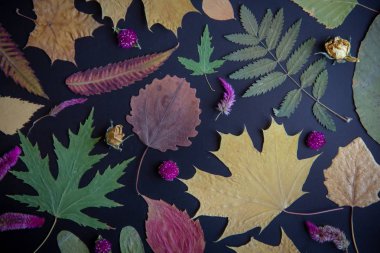 Akçaağaç, akasya, kavak, huş ağacı, üzüm ve kurutulmuş çiçekler, siyah bir arka plan üzerinde gül çok renkli sonbahar yaprakları.