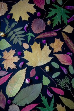 Akçaağaç, akasya, kavak, huş ağacı, üzüm ve kurutulmuş çiçekler, siyah bir arka plan üzerinde gül çok renkli sonbahar yaprakları.