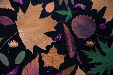 Akçaağaç, akasya, kavak, huş ağacı, üzüm ve kurutulmuş çiçekler, siyah bir arka plan üzerinde gül çok renkli sonbahar yaprakları.