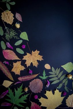 Akçaağaç, akasya, kavak, huş ağacı, üzüm ve kurutulmuş çiçekler, siyah bir arka plan üzerinde gül çok renkli sonbahar yaprakları.