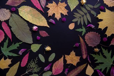 Akçaağaç, akasya, kavak, huş ağacı, üzüm ve kurutulmuş çiçekler, siyah bir arka plan üzerinde gül çok renkli sonbahar yaprakları.