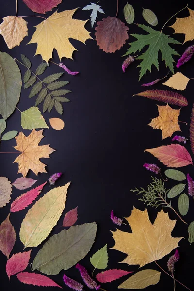 Akçaağaç, akasya, kavak, huş ağacı, siyah arka plan üzerinde üzüm çok renkli kuru sonbahar yaprakları.
