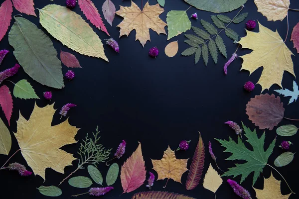 Akçaağaç, akasya, kavak, huş ağacı, üzüm ve kurutulmuş çiçekler renkli sonbahar yaprakları siyah bir arka plan üzerinde.