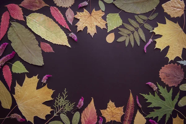 Akçaağaç, akasya, kavak, huş ağacı, üzüm ve kurutulmuş çiçekler renkli sonbahar yaprakları siyah bir arka plan üzerinde.