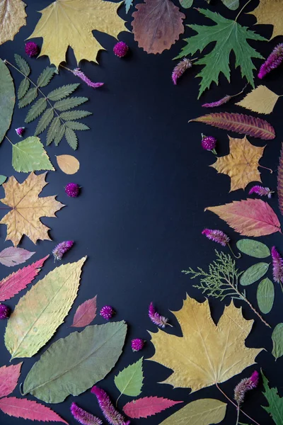 Akçaağaç, akasya, kavak, huş ağacı, üzüm ve kurutulmuş çiçekler renkli sonbahar yaprakları siyah bir arka plan üzerinde.