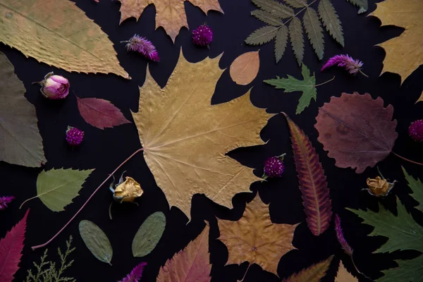 Akçaağaç, akasya, kavak, huş ağacı, üzüm ve kurutulmuş çiçekler, siyah bir arka plan üzerinde gül çok renkli sonbahar yaprakları.