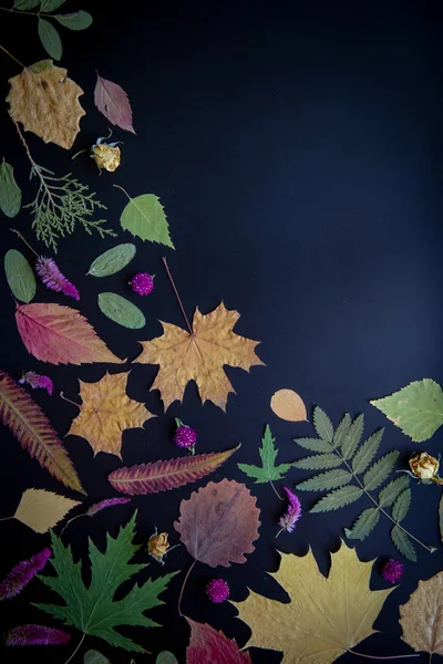 Akçaağaç, akasya, kavak, huş ağacı, üzüm ve kurutulmuş çiçekler, siyah bir arka plan üzerinde gül çok renkli sonbahar yaprakları.