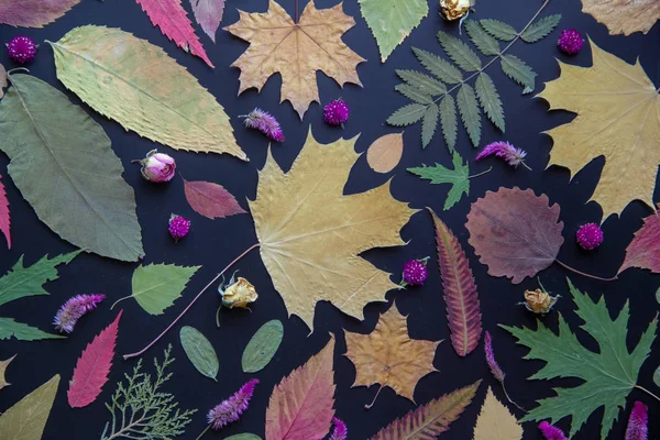 Akçaağaç, akasya, kavak, huş ağacı, üzüm ve kurutulmuş çiçekler, siyah bir arka plan üzerinde gül çok renkli sonbahar yaprakları.