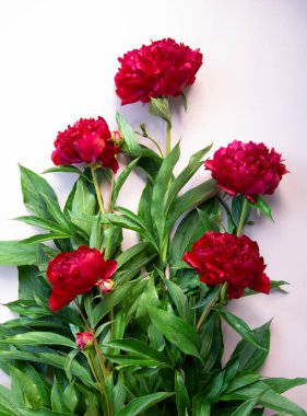 Pembe arka planda bir buket taze kırmızı şakayık. Tatil konsepti. Doğa geçmişi. Üst görünüm, düz görünüm, kopyalama alanı.