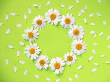 Daire şeklinde beyaz taç yaprakları olan papatya çiçekli yaratıcı düz kompozisyon. Bahar konsepti Doğa geçmişi. Üst görünüm, alanı kopyala.