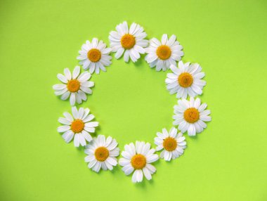 Daire çizili papatya çiçekli yaratıcı düz kompozisyon. Bahar konsepti Doğa geçmişi. Üst görünüm, alanı kopyala.