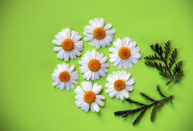 Yeşil arka planda çiçek açan papatya çiçekli yaratıcı düz kompozisyon. Bahar konsepti Doğa geçmişi. Üst görünüm, alanı kopyala.