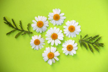 Yeşil arka planda çiçek açan papatya çiçekli yaratıcı düz kompozisyon. Bahar konsepti Doğa geçmişi. Üst görünüm, alanı kopyala.