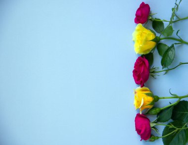 Mavi arka planda sarı güller olan yaratıcı bir düzen. Tatil konsepti. Doğa geçmişi. Üst görünüm, düz görünüm, kopyalama alanı.