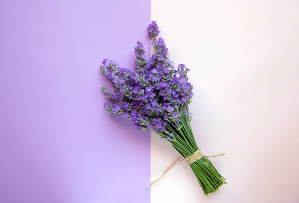 Creative layout of fresh lavender on pink and purple background. Greeting card. Minimalism. Nature background. Top view, flat lay, copy space.