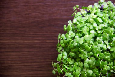 Ahşap arka planda büyüyen mikro yeşiller. Sağlıklı beslenme konsepti taze bahçenin organik olarak yetiştirilmesinin bir sağlık sembolü olduğunu gösterir. Doğadan gelen vitaminler. Düz yat, boşluğu kopyala.