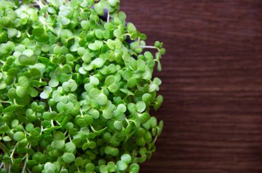 Tahta arka planda izole edilmiş taze mikro yeşiller. Sağlıklı salata için filizler yetiştiriyorum. Sağlıklı bir yaşam tarzı. Genç ve modern restoran mutfağı konsepti. Düz yat, boşluğu kopyala.