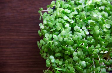 Tahta arka planda izole edilmiş taze mikro yeşiller. Sağlıklı salata için filizler yetiştiriyorum. Sağlıklı bir yaşam tarzı. Genç ve modern restoran mutfağı konsepti. Düz yat, boşluğu kopyala.
