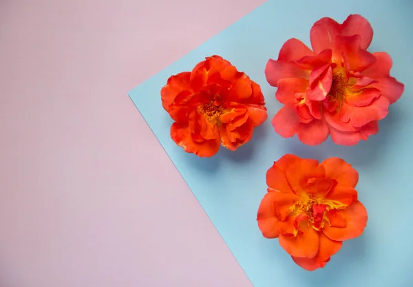 Layout Creativo Rose Sfondo Rosa Blu Biglietto Auguri Minimalismo Sfondo — Foto Stock