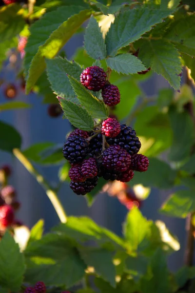 Fresh Blackberries Green Leaves Garden Natural Food Concept Healthy Lifestyle — Stock Photo, Image