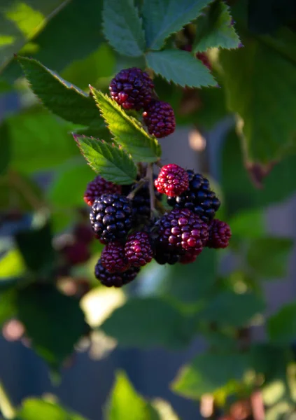 Fresh Blackberries Green Leaves Garden Healthy Nutrition Concept Nature Background — Stock Photo, Image