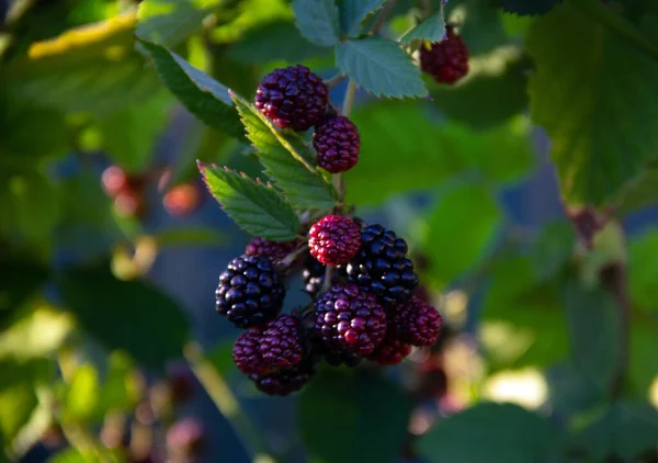 Fresh Blackberries Green Leaves Garden Natural Food Concept Healthy Lifestyle — Stock Photo, Image