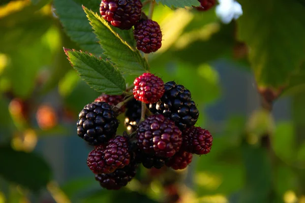 Fresh Blackberries Green Leaves Garden Natural Food Concept Healthy Lifestyle — Stock Photo, Image