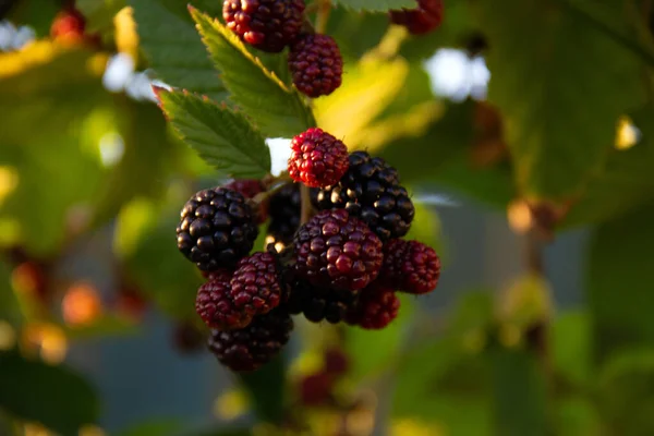 Fresh Blackberries Green Leaves Garden Healthy Nutrition Concept Nature Background — Stock Photo, Image