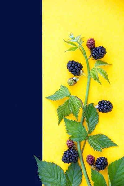 Trendy layout with ripe blackberries. Yellow and black background.  Minimal nature concept with creative copy space. Healthy food concept. Top view, flat lay.